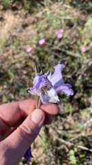 Gladiolus carinatus