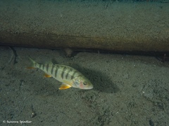 Perca fluviatilis