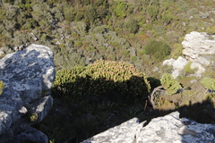 Mimetes fimbriifolius
