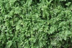 Thuidium