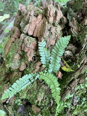 Asplenium platyneuron