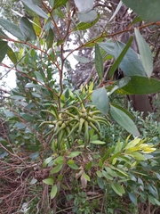 Eucalyptus conferruminata