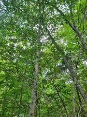 Litylenchus crenatae