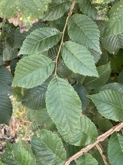 Ulmus minor
