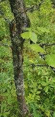 Betula occidentalis