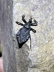 Apiomerus longispinis