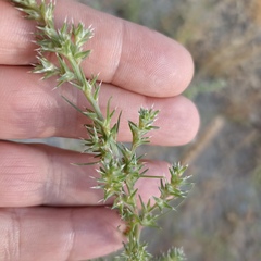 Salsola