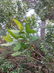 Eucalyptus conferruminata
