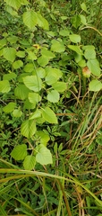 Betula occidentalis