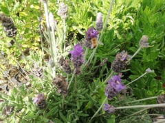 Apis mellifera