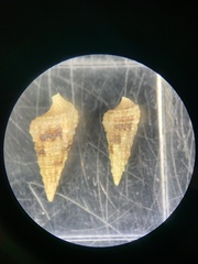Cerithium atratum