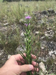 Liatris cylindracea