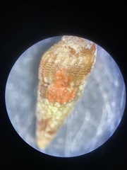 Cerithium atratum