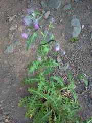 Cirsium edule