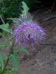 Cirsium edule