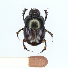 Digitonthophagus namaquensis