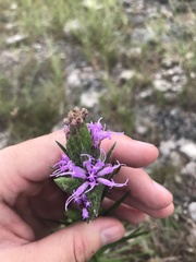 Liatris cylindracea