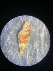 Cerithium atratum