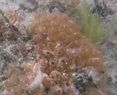 Ecteinascidia turbinata