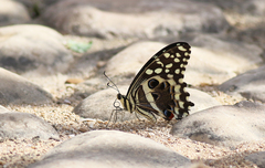 Papilio demodocus