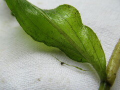 Potamogeton amplifolius