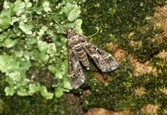 Diasemiopsis ramburialis