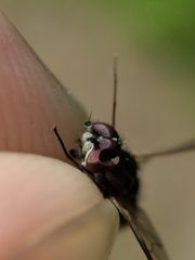 Symphoromyia