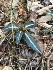 Chimaphila maculata