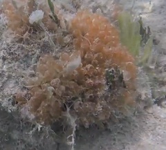 Ecteinascidia turbinata