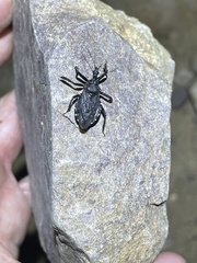 Apiomerus longispinis