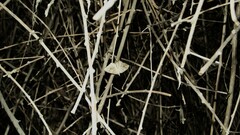Camptogramma bilineata