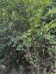 Forestiera
