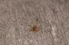 Centruroides vittatus