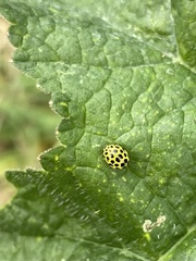Psyllobora vigintiduopunctata