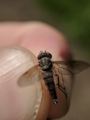 Symphoromyia
