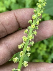 Reseda luteola