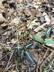 Chimaphila maculata