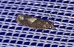 Eucosma parmatana
