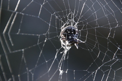 Caerostris sexcuspidata