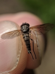 Symphoromyia