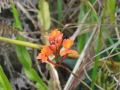 Epidendrum