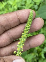 Reseda luteola