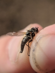 Symphoromyia