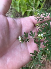 Lespedeza cuneata