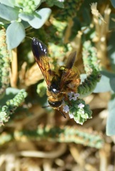Campsomerinae
