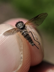 Symphoromyia