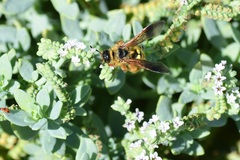 Campsomerinae