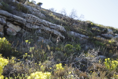 Caerostris sexcuspidata