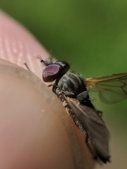 Symphoromyia