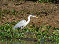Ardea cocoi